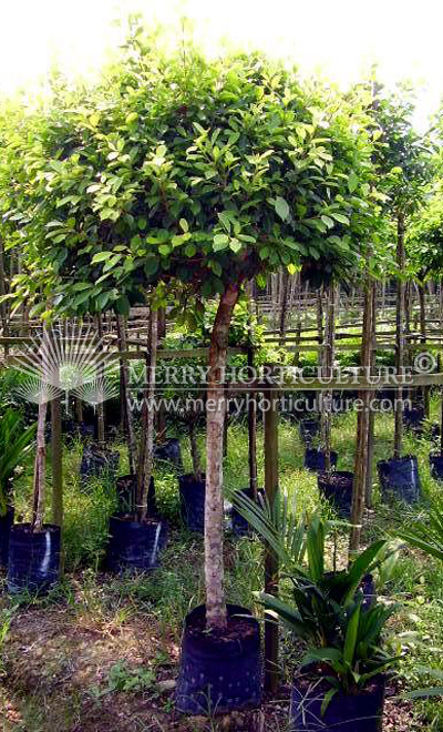 Ficus microcarpa 'Golden' (Topiary)